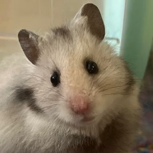 Meet your Posher, Kaden